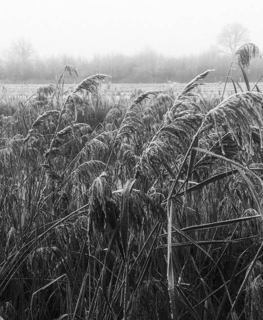 The Founding of Tiba